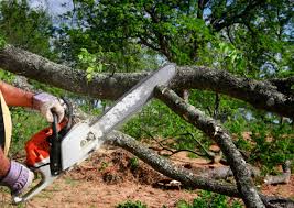 Best Seasonal Cleanup  in Ben Lomond, CA